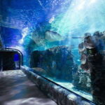 Inbursa Aquarium Entry Ticket with VR Option - Exploring the Inbursa Aquarium: A Genuine Look