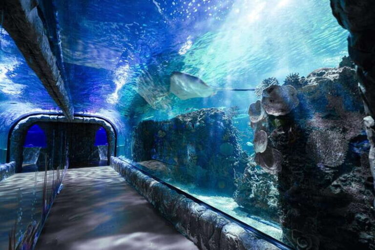 Inbursa Aquarium Entry Ticket with VR Option - Exploring the Inbursa Aquarium: A Genuine Look