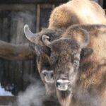 Innsbruck: Alpenzoo Entrance Ticket - Final Thoughts
