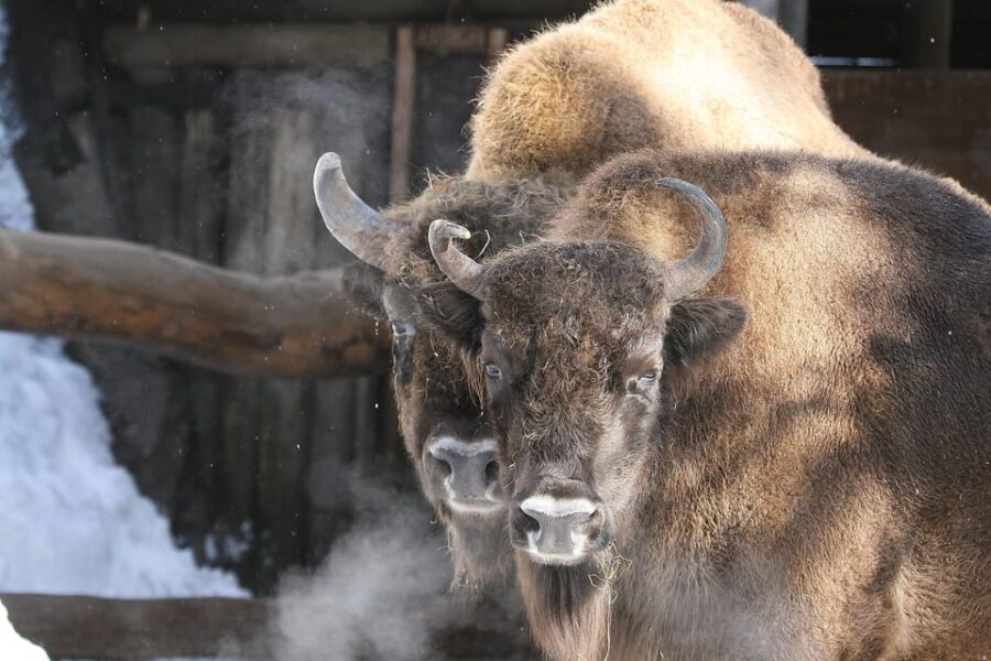 Innsbruck: Alpenzoo Entrance Ticket - Final Thoughts