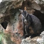 Inside the Greater Blue Mountains World Heritage - A Private Wildlife Safari Overnight - The Sum Up