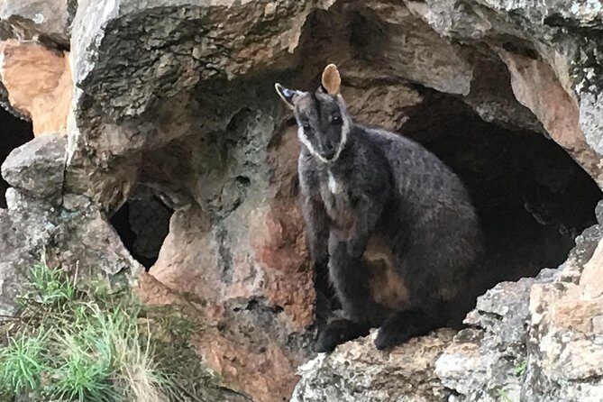 Inside the Greater Blue Mountains World Heritage - A Private Wildlife Safari Overnight - The Sum Up