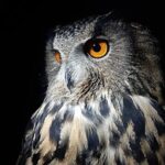 Interactive Educational Course on Birds of Prey - Details Matter: What to Expect