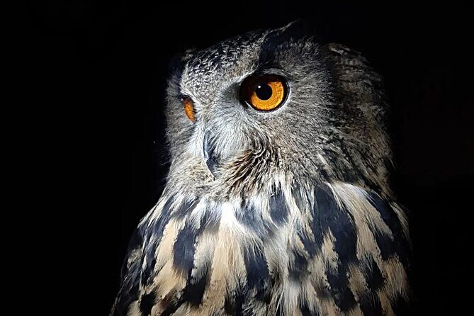 Interactive Educational Course on Birds of Prey - Details Matter: What to Expect