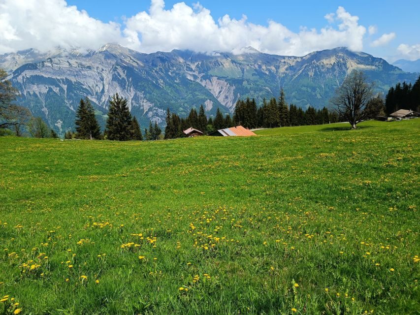 Interlaken: Highlights Tour with a Local by Private Car - Who Will Love This Tour?