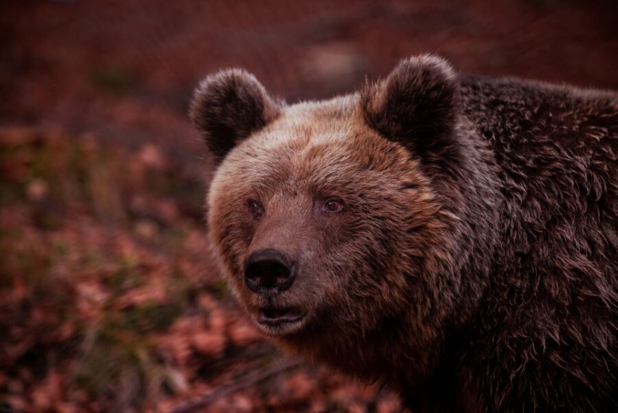International Environmental Centre of ARCTUROS Tour - A Deep Dive into the ARCTUROS Experience