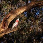 Intimate Blue Mountains Wild Kangaroos & Sunset for Nature Lovers - A Deep Dive into the Blue Mountains Small Group Tour