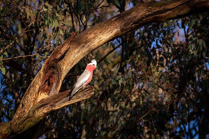 Intimate Blue Mountains Wild Kangaroos & Sunset for Nature Lovers - A Deep Dive into the Blue Mountains Small Group Tour