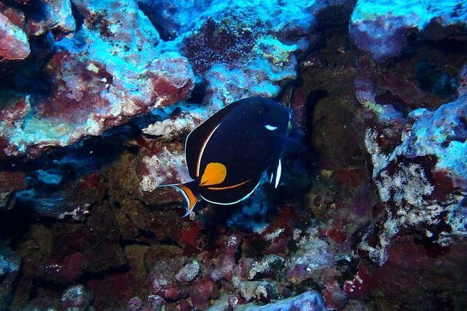 Introductory Beach Scuba Dive - The Bottom Line: Is It Worth It?