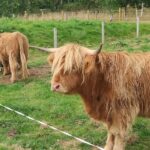 Invergordon Shore Excursion Cawdor Castle Battlefield Clavacairns - The Sum Up