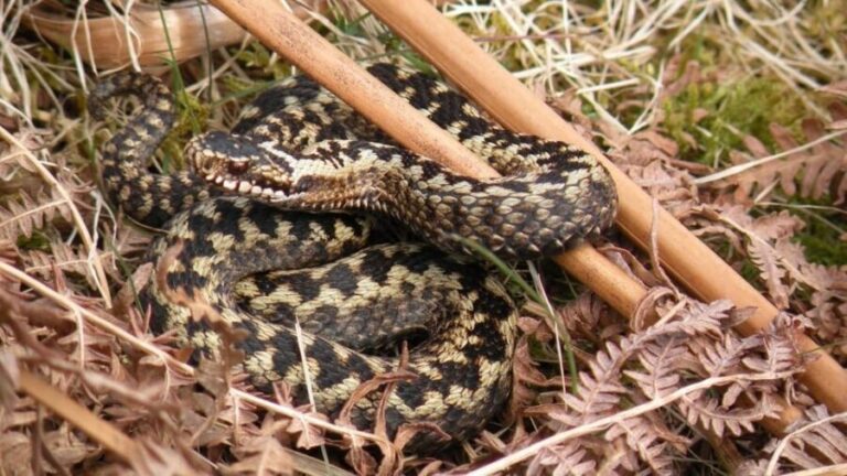 Inverness: Lochs, Waterfalls and Rewilding Experience - Who Should Consider This Tour?