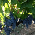 Irpinia Wine Tasting Experience - Who Will Love This Experience?