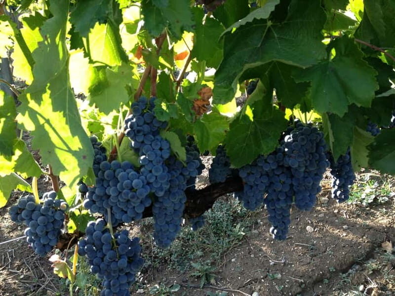 Irpinia Wine Tasting Experience - Who Will Love This Experience?