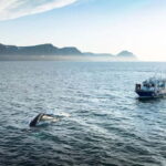 Ísafjörður: Westfjords Whale Watching Boat Tour - The Sum Up