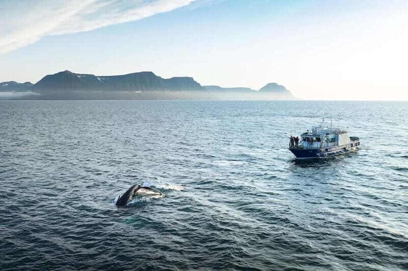 Ísafjörður: Westfjords Whale Watching Boat Tour - The Sum Up