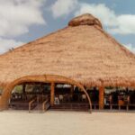 Isla Mia Roots with Tranfer - What Is Isla Mia Roots with Transfer?