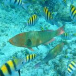 Isla Mujeres Basic Tour in Catamaran with Snorkel and Open Bar - Authentic Experiences and What You’ll Love