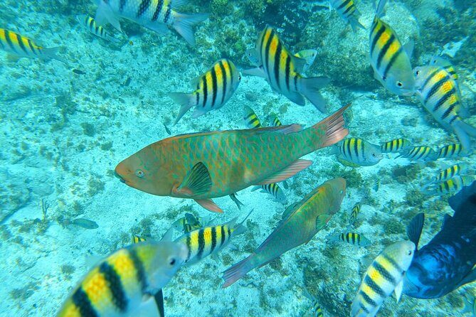 Isla Mujeres Basic Tour in Catamaran with Snorkel and Open Bar - Authentic Experiences and What You’ll Love