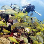Isla Mujeres: PADI Open Water Diver Course - The Sum Up: Is This Tour for You?