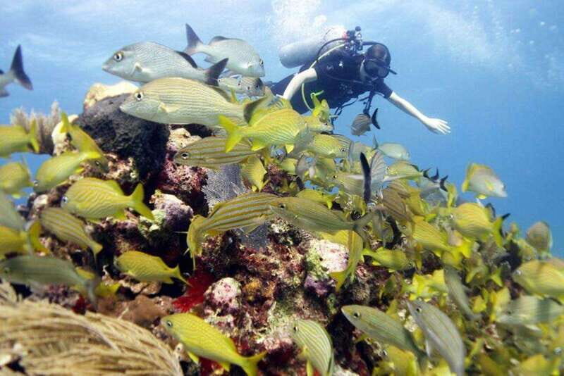 Isla Mujeres: PADI Open Water Diver Course - The Sum Up: Is This Tour for You?