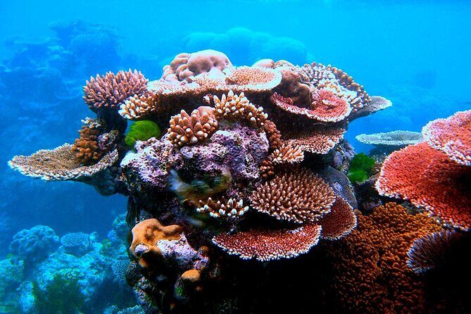 Island Day Tour Santo's Best Snorkeling Marine Sanctuary - What the Reviews Say
