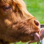 Isle of Arran: Farm Tour - Who Will Love This Tour?