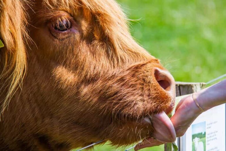 Isle of Arran: Farm Tour - Who Will Love This Tour?