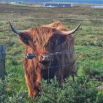 Isle of Skye: Tour the highlights and hidden beauties. - Exploring the Isle of Skye: An In-Depth Look at the Tour