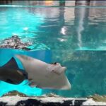 Istanbul Aquarium and Aqua Florya Independent Shopping Trip - Final Thoughts