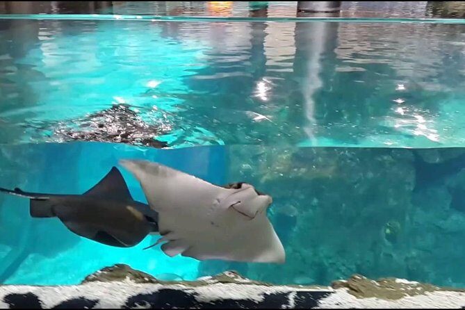 Istanbul Aquarium and Aqua Florya Independent Shopping Trip - Final Thoughts