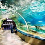 Istanbul Aquarium and Aqua Florya Shopping Mall Tour - Final Thoughts