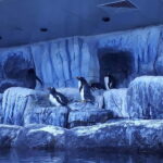 Istanbul: Aquarium Ticket and Round Trip Shuttle from Taksim - In-Depth Review: Exploring the Istanbul Aquarium with Ease