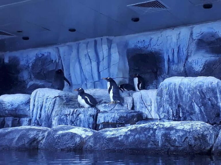 Istanbul: Aquarium Ticket and Round Trip Shuttle from Taksim - In-Depth Review: Exploring the Istanbul Aquarium with Ease