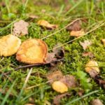 It Smells Like Mushrooms - Who Should Consider This Tour?