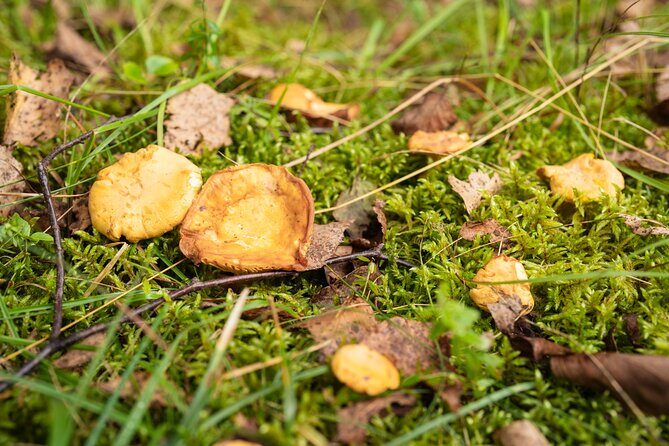 It Smells Like Mushrooms - Who Should Consider This Tour?