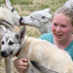 Ivalo: Evening Tea with Huskies and Farm Visit - The Sum Up