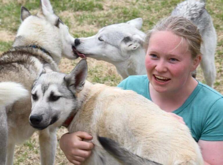 Ivalo: Evening Tea with Huskies and Farm Visit - The Sum Up