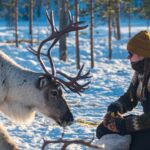 Ivalo: Magical Moments at the Reindeer Farm - A Deep Dive into the Reindeer Farm Experience