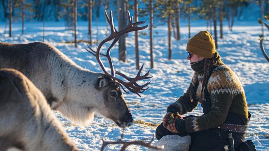 Ivalo: Magical Moments at the Reindeer Farm - A Deep Dive into the Reindeer Farm Experience
