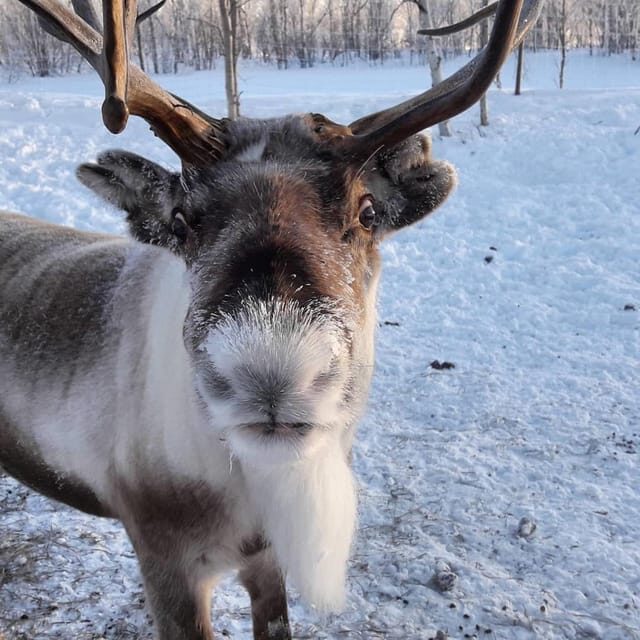 Ivalo: Snowmobile Safari, Meet and Feed Reindeers with Lunch - Authentic Experiences and Practical Details
