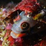 Ixtapa: Nighttime Underwater Exploration at Piedra Solitaria - What’s Included and How It Works