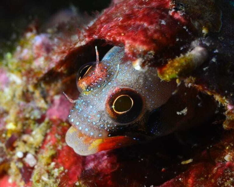 Ixtapa: Nighttime Underwater Exploration at Piedra Solitaria - What’s Included and How It Works