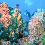 Ixtapa: Scuba Diver Course - Frequently Asked Questions