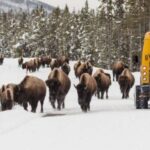 Jackson: 4-Day Grand Teton & Yellowstone Winter Tour - Who Will Love This Tour?