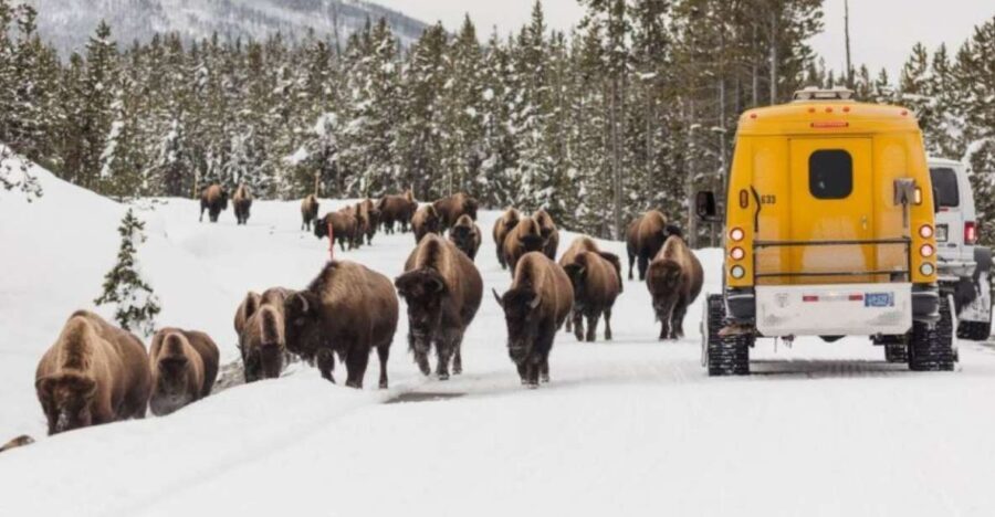 Jackson: 4-Day Grand Teton & Yellowstone Winter Tour - Who Will Love This Tour?