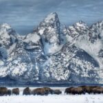 Jackson: Grand Teton and National Elk Refuge Winter Day Trip - A Deep Dive into the Jackson Winter Wildlife Experience