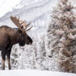 Jackson: Grand Teton & Native American Petroglyph Tour - Final Thoughts: Is This Tour Right for You?