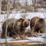 Jackson: Grand Teton Sunrise Safari with Naturalist Guide - Who Should Consider This Tour?