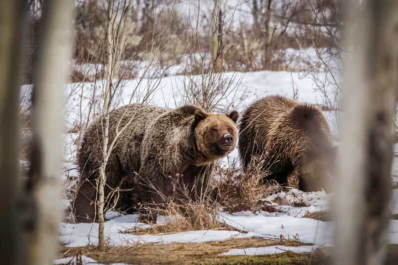 Jackson: Grand Teton Sunrise Safari with Naturalist Guide - Who Should Consider This Tour?