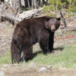 Jackson Hole 2-Day Private Safari: Yellowstone Loops Tour - Final Thoughts